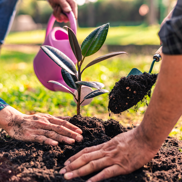 world-environment-day-afforestation-nature-and-eco-2026-01-08-02-19-25-utc