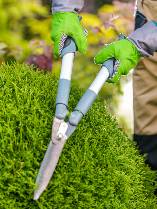 gardener-pruning-a-lush-green-shrub-in-a-sunny-out-2026-01-09-10-54-42-utc