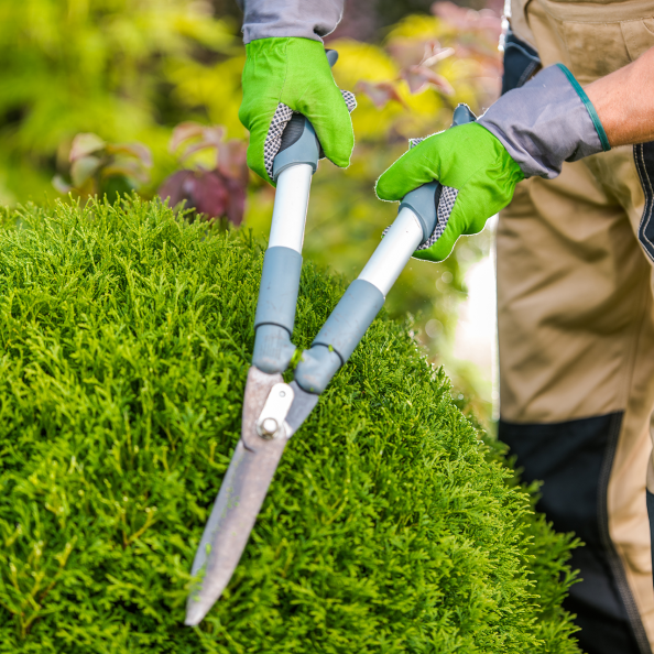 gardener-pruning-a-lush-green-shrub-in-a-sunny-out-2026-01-09-10-54-42-utc