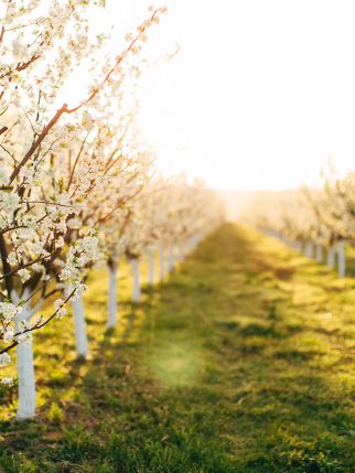 beautiful-blossoming-fruit-cherry-trees-on-a-green-2026-03-16-02-46-15-utc