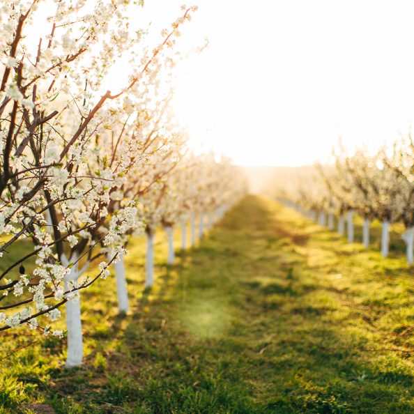 beautiful-blossoming-fruit-cherry-trees-on-a-green-2026-03-16-02-46-15-utc