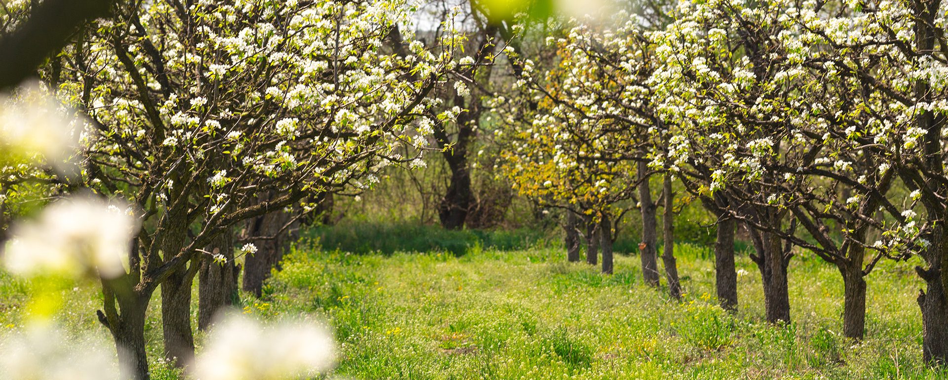 blooming-pear-trees-grow-in-an-orchard-during-spri-2026-03-05-11-42-18-utc