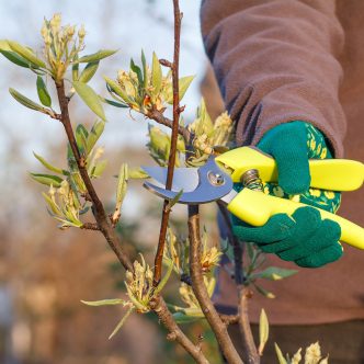female-farmer-look-after-the-garden-spring-prunin-2026-01-11-08-59-57-utc